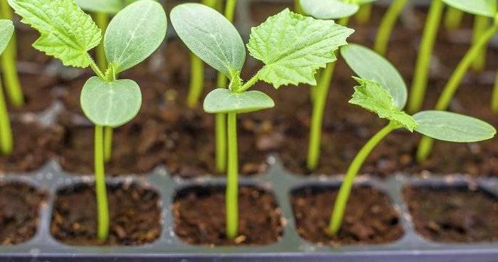 Как вырастить рассаду капусты