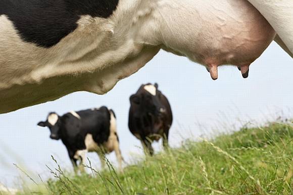 Мастит у коров — разновидности и причины возникновения, методы лечения и профилактики (фото + видео)