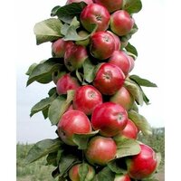 О яблоне колоновидной Арбат: описание и характеристики сорта, посадка и уход