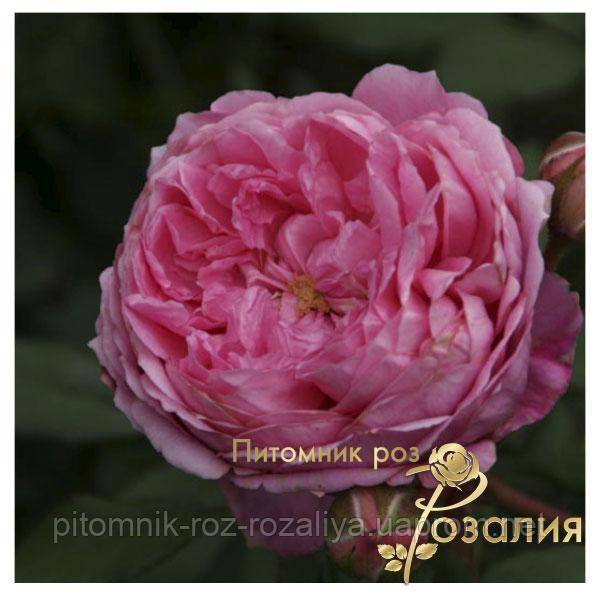 О розе Алан Титчмарш (Alan Titchmarsh): характеристики сорта розы Остина