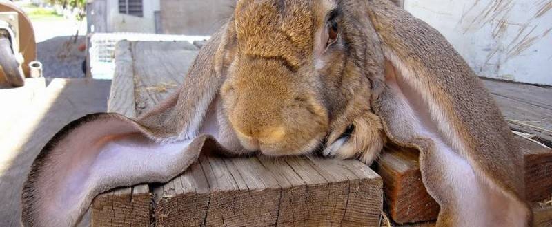 Почему дохнут кролики. почему кролики дохнут без видимых причин, и что при этом делать? дохнут кролики что делать чем лечить