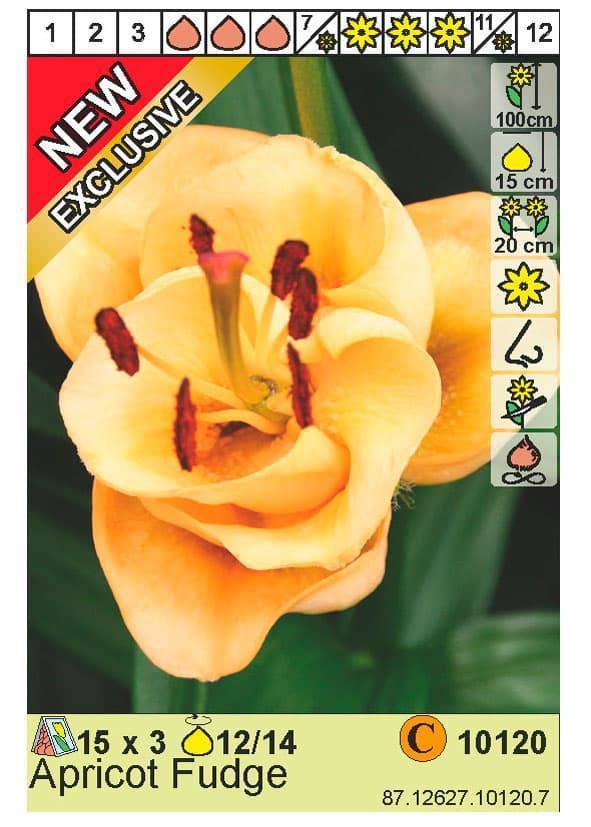 О тюльпановидной лилии Эприкот Фадж (описание и характеристики гибрида)