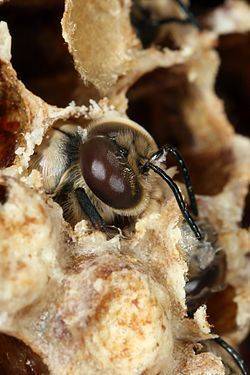 Для чего нужны трутни в пчелиной семье