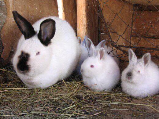 Сколько длится беременность у кроликов и как принять роды?