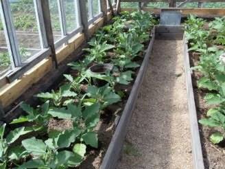 Выращивание баклажанов в теплице и открытом грунте
