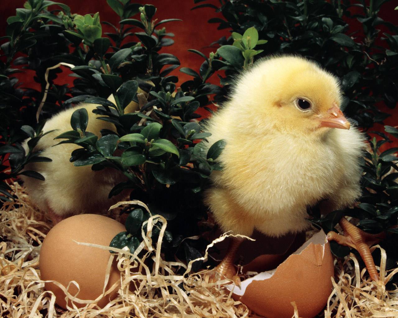 Выращивание цыплят: птицеводство от а до я. пошаговая инструкция по уходу и содержанию цыплят в домашних условиях (видео и 110 фото)