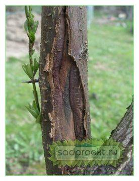 Что делать при растрескивании коры на плодовых деревьях: способы лечения