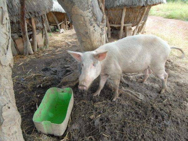 Классическая чума свиней: признаки заболевания, фото, вакцинация