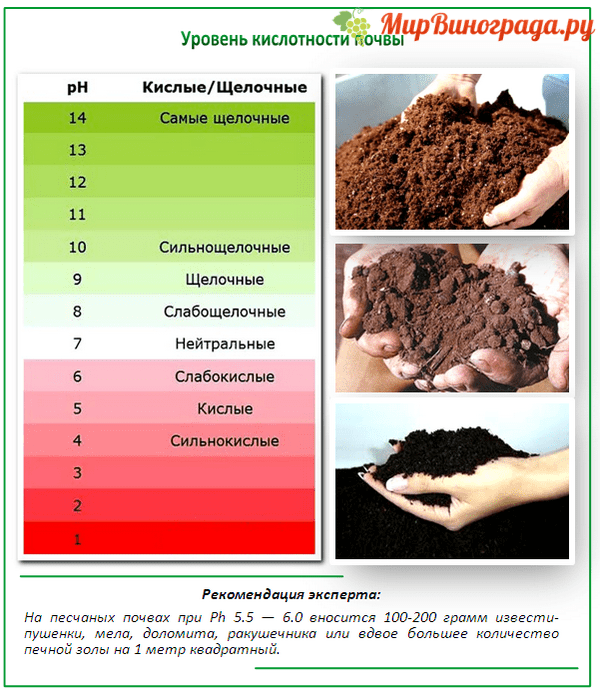 Выбор оптимальных культур для посадки, в зависимости от вида и типа почвы