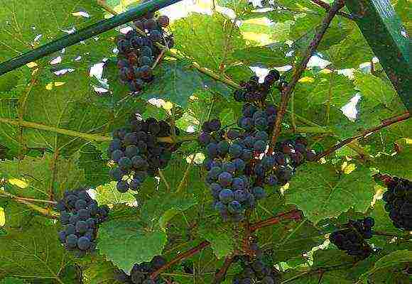 Как выращивать виноград в ленинградской области