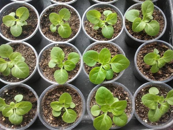 Как вырастить рассаду петунии в домашних условиях