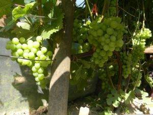 Отличная беседка и вкусный урожай — виноград «галбена ноу»