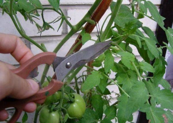 Нужно ли обрывать листья у томатов?