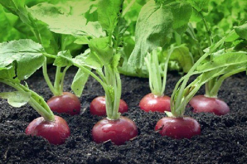 Семена редиса – лучшие сорта, как выбрать, выращивание своими руками