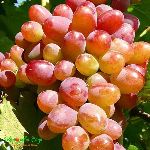 Виноград софия: описание сорта, отзывы садоводов и 6 правил ухода