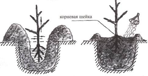 Абрикос выращивание и уход в открытом грунте