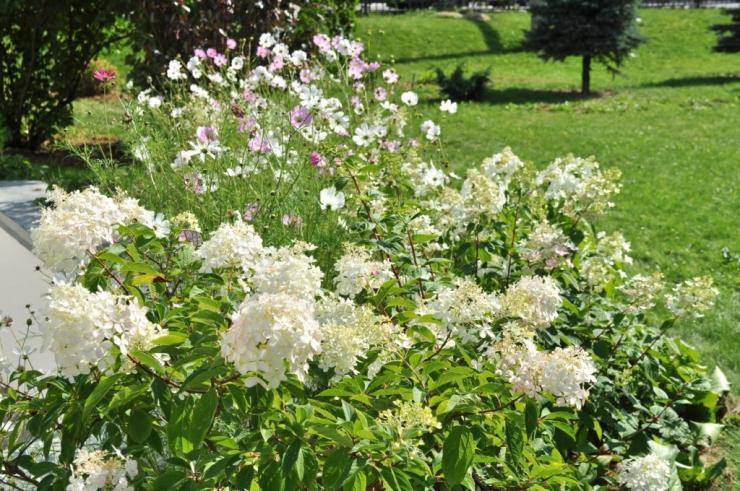 Цветы в ландшафтном дизайне (86 фото): гортензии, ирисы и розы в саду, флоксы и обриета для дачного участка