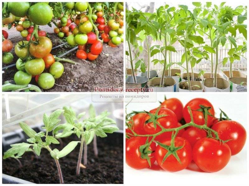 Как и чем подкармливать помидоры в открытом грунте