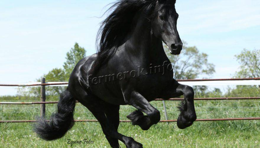 Шайр (55 фото): самая большая лошадь в мире, бельгийский тяжеловоз, высокий конь, крупная порода