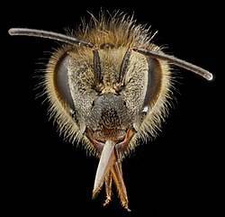 Пчеловодство вопрос о пчеловодстве и пчеловодах