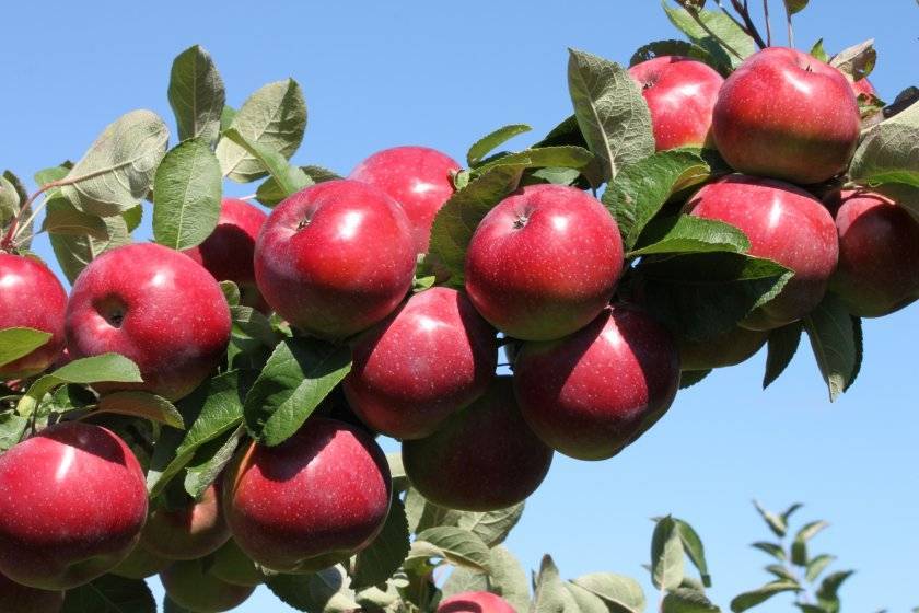 Сорт яблок розовый налив: ботаническое описание и характеристика, агротехника выращивания