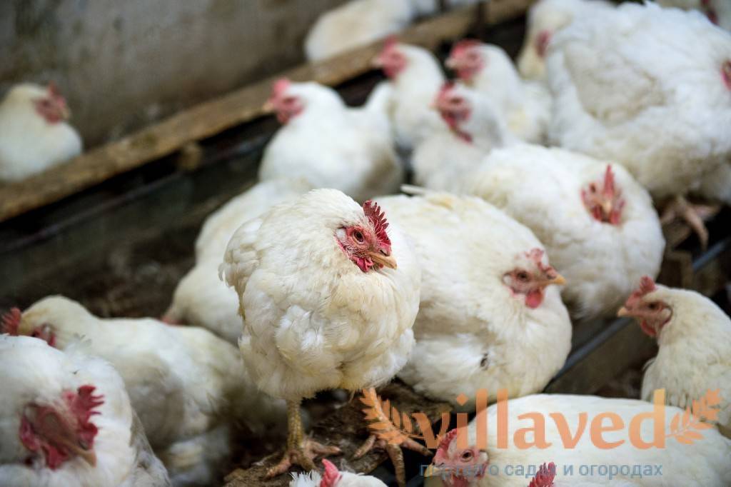 Болезни кур: подробный перечень куриных болезней - общая информация - 2020