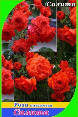 О розе Салита (Salita): описание и характеристики сорта розы плетистой