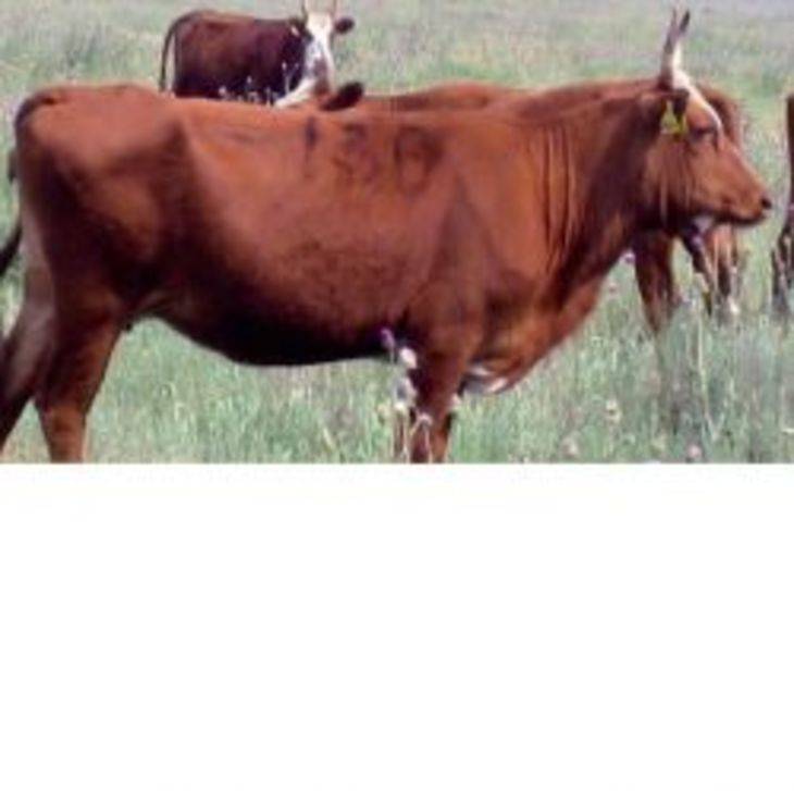 Калмыцкая порода коров (17 фото): характеристика быков, выведенных в калмыкии, откорм телят, мясная порода крупного рогатого скота