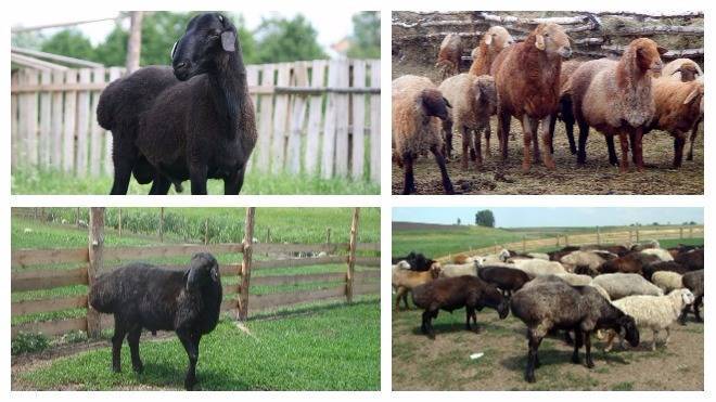Описание, особенности и разведение эдильбаевской породы овец