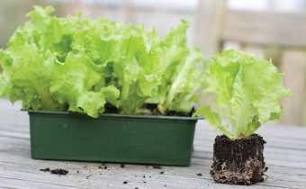Способ для новичков как вырастить салат на подоконнике или балконе