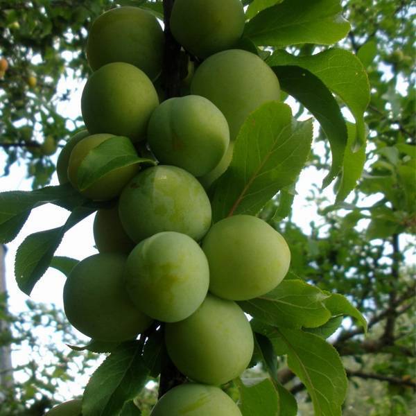 Гибрид сливы и абрикоса: описание и особенности выращивания. сорта, характеристики и названия фрукта (100 фото)