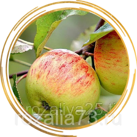 Сорт яблок анис полосатый: описание и фото, особенности посадки и ухода, болезни и вредители