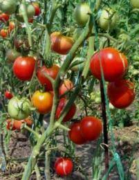 Вся правда о пасынковании и прищипывании помидоров