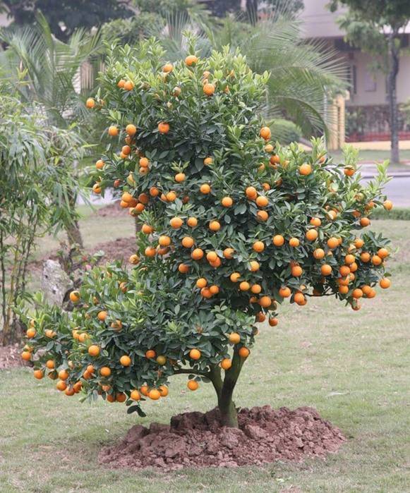 Сложно ли вырастить мандариновое дерево в домашних условиях?
