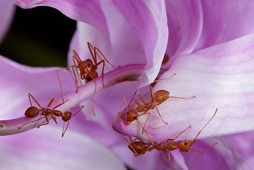 Как избавиться от муравьев в саду раз и навсегда
