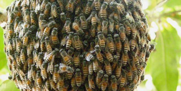 Сколько лет живет пчела: медоносная рабочая, матка, трутень?