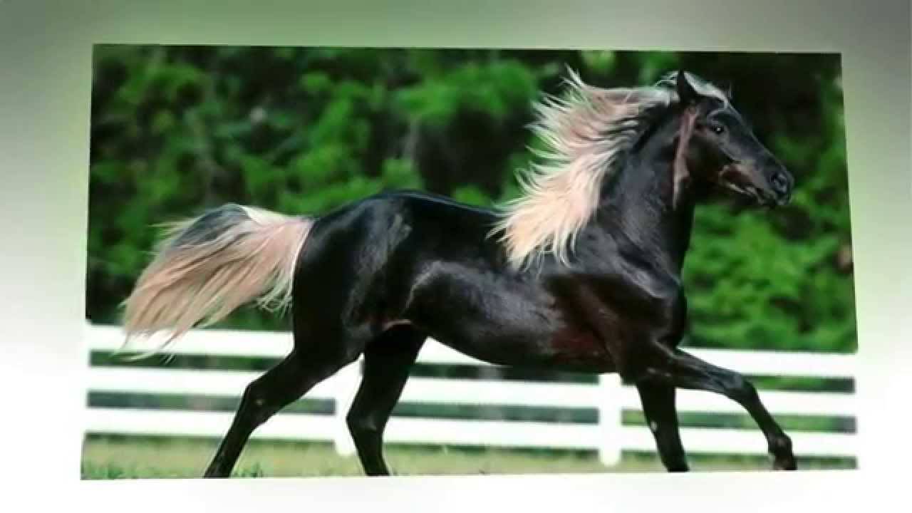 8 самых быстрых лошадей мира