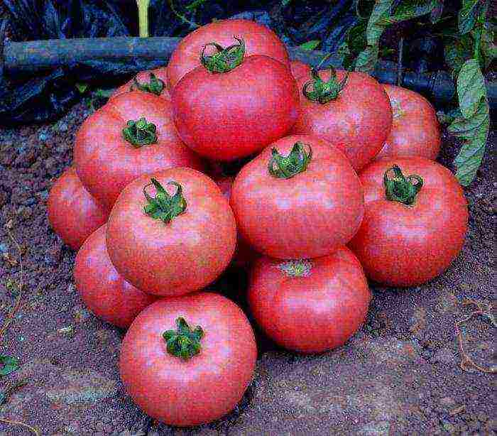 Описание томатов пинк парадайз