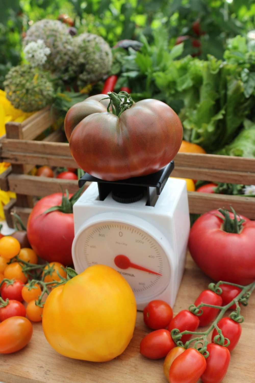 Сахар красный — сладкий томат для теплицы и сада. описание и отзывы о сорте