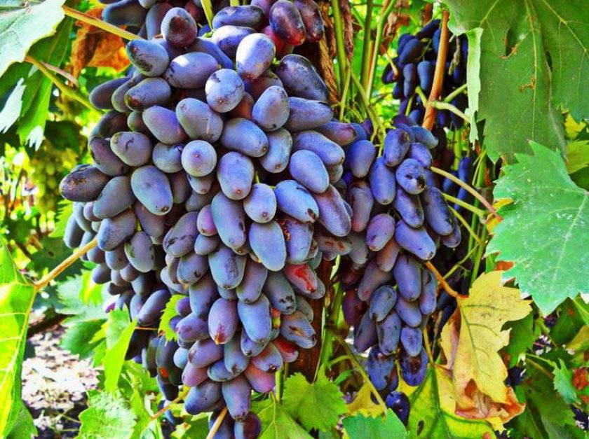 Идеальный выбор для молодых садоводов - виноград памяти негруля