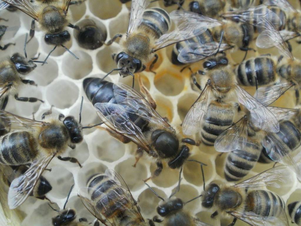 Порода пчел карника и их особенность
