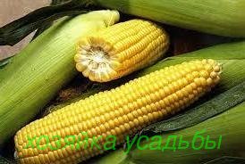 Лучшие сорта кукурузы