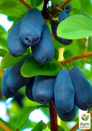 Жимолость голубая – описание, сорта, выращивание и уход