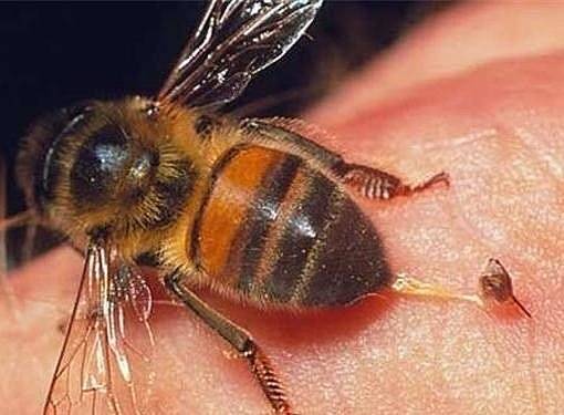 Пчелиный яд — свойства и применение в лечении