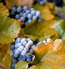 О винограде Русский Конкорд: описание и характеристики сорта, посадка и уход