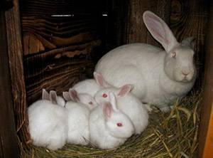 Какие породы кроликов лучше разводить на мясо в домашних условиях