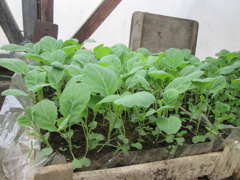 Как вырастить цветную капусту? как правильно вырастить цветную капусту: советы