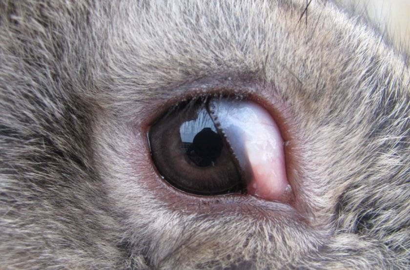 Болезни глаз у кроликов и их лечение 2020