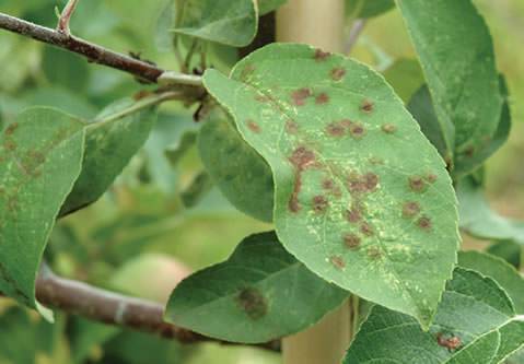 Почему на листьях груши коричневые пятна – описание основных причин и способов лечения