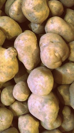 Белорусский картофель «скарб» описание сорта, характеристики, фото